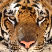 Tesouros do Rajastão