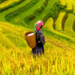 Vietname & Ilha Phu Quoc