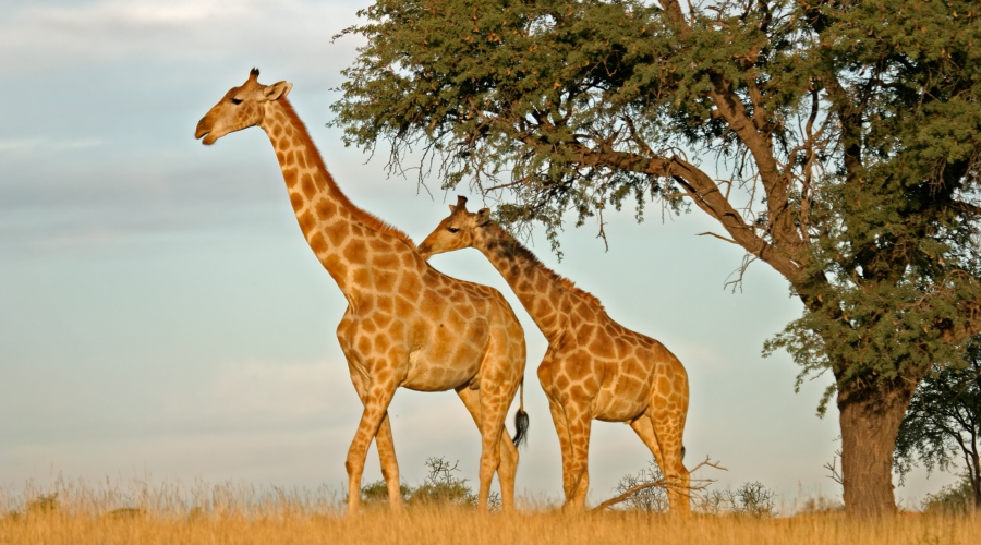 Tanzânia & Zanzibar